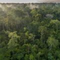 An aerial view of tree cover in the Amazon forest in Brazil