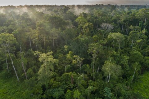 An aerial view of tree cover in the Amazon forest in Brazil