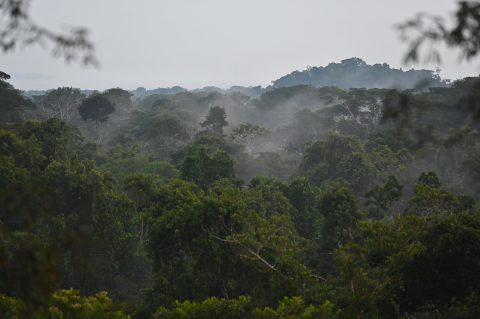 Governments shouldn't rely forests to meet their emissions goals