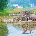 Carbon credit auditors suspended in sham rice-farming offsets