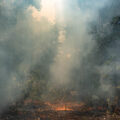 Nossa Senhora de Fatima (Amazonas), 10th Oct 2023 - Uncontrolled forest fires are raging in the area near the Nossa Senhora de Fatima community, close to the Rio Negro