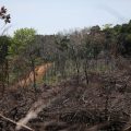 View of a deforested area in the middle of the Yari plains, in Caqueta