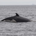 Whale watching takes place in Toudssac, Canada, on September 7, 2025. (Photo by Domenico Cippitelli/NurPhoto)NO USE FRANCE
