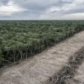 Amazon Nations Unite in Criticism of EU Deforestation Rules. Experts quit carbon market watchdog in row over quality label for forest credits