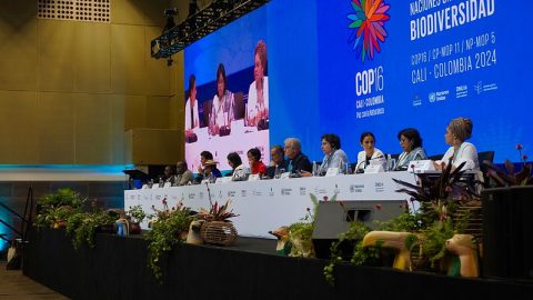 COP16 plenary in Cali, Colombia, on 30th October, 2024. (Photo: UN Biodiversity) Can COP16 2.0 unlock business investment to fund nature?