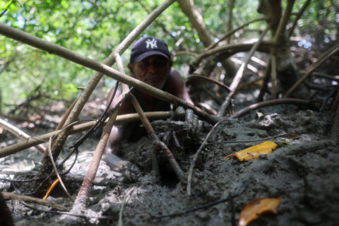 Fisherman Raimundo Atanasio Ferreira Barbosa catches crabs in the Raposa mangroves that serve both as a critical tool against climate change and an economic lifeline for thousands of families who earn their livelihoods through fishing, gathering, eco-tourism, and beekeeping, in Maranhao state, Brazil