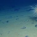 Trump backs Canadian deep-sea mining, risking international clash