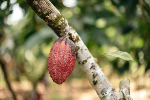 Valentine's Day a costlier affair as hotter temperatures hit West Africa cocoa production
