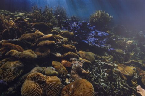 Deep-sea geoengineering set for scrutiny with High Seas Treaty