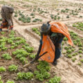 As Trump upends aid and markets, who will pay for green development in Global South?
