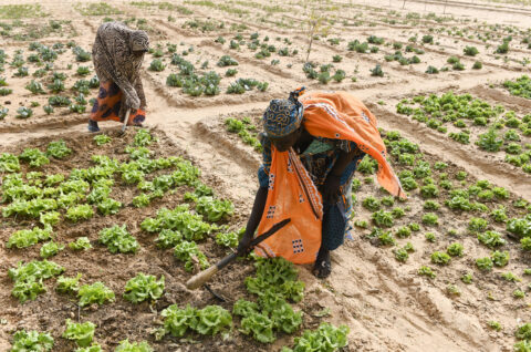 As Trump upends aid and markets, who will pay for green development in Global South?