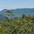 Trees and the Bosawas Reserve in Nicaragua. UN climate fund suspends project in the country over human rights concerns